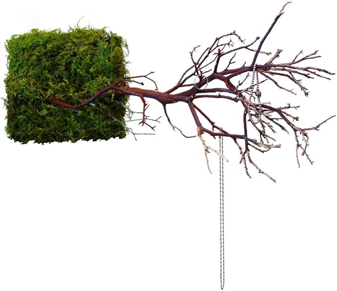 Kahee's Plants Natural Manzanita Jewelry Holder - Wall Hanging Organizer for Jewelries and Home Decor Moss Art (Natural Brown)