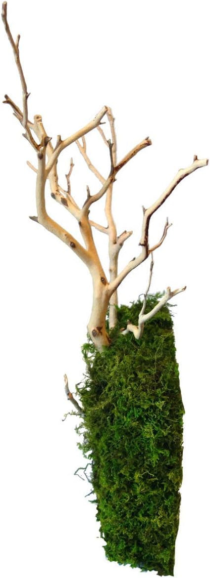 Kahee's Plants Natural Manzanita Jewelry Holder - Wall Hanging Organizer for Jewelries and Home Decor Moss Art (Sandblasted White)