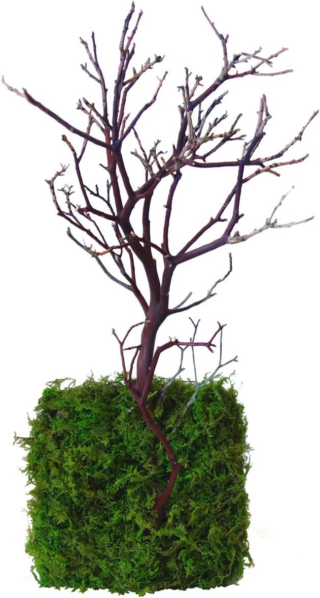 Kahee's Plants Natural Manzanita Jewelry Holder - Wall Hanging Organizer for Jewelries and Home Decor Moss Art (Natural Brown)