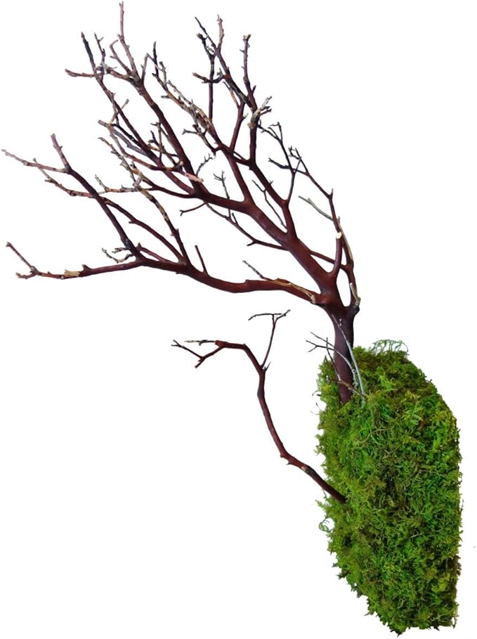 Kahee's Plants Natural Manzanita Jewelry Holder - Wall Hanging Organizer for Jewelries and Home Decor Moss Art (Natural Brown)