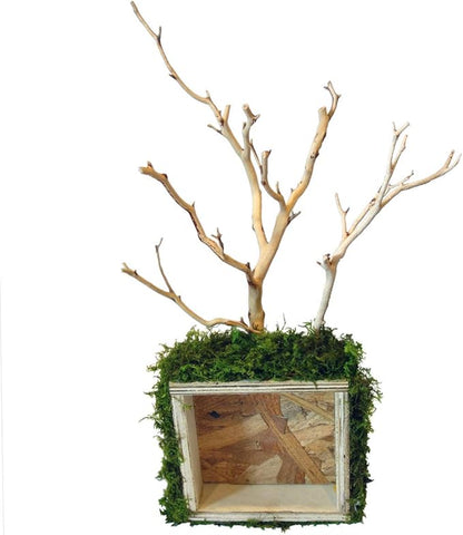 Kahee's Plants Natural Manzanita Jewelry Holder - Wall Hanging Organizer for Jewelries and Home Decor Moss Art (Sandblasted White)