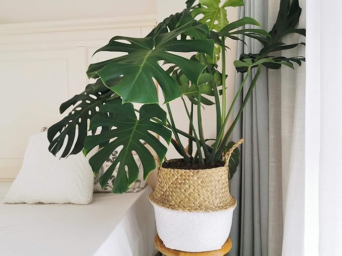 Seagrass Plant Basket with Handles Natural Woven Storage Baskets (White XL (10.6" D x 12.5" H))