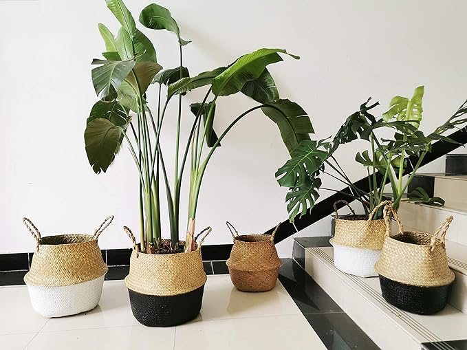 Seagrass Plant Basket with Handles, Natural Woven Storage Wicker Baskets (White S(7“ D x 8" H))