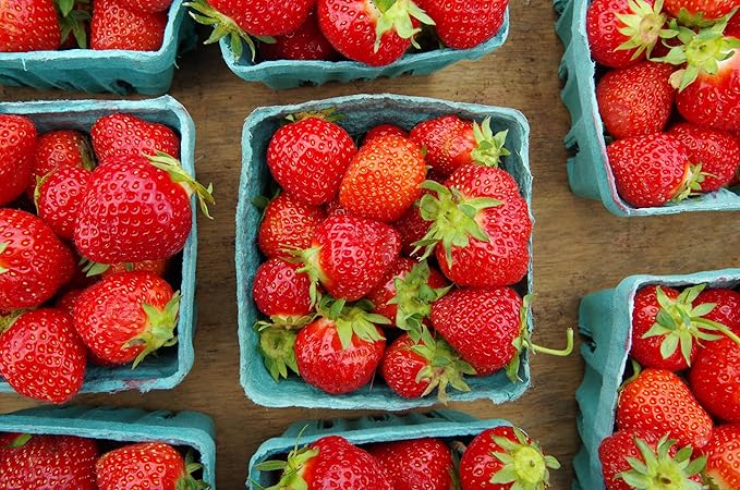 Hampton Distribution 15 Pack Green Berry Basket 1 Pint, Pulp Fiber Vented Produce Containers Farmers Market Basket, Fruit & Vegetable Containers