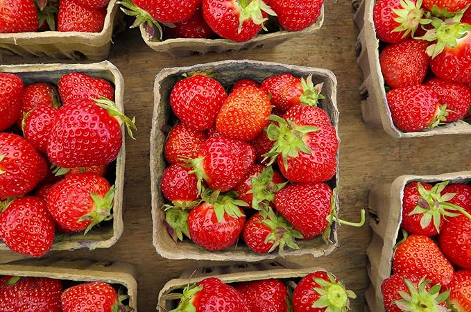 15 Pack Natural Berry Basket 1 Pint, Pulp Fiber Vented Produce Containers Farmers Market Basket, Fruit & Vegetable Containers