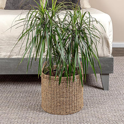 Household Essentials Round Seagrass Basket with Handles, Natural
